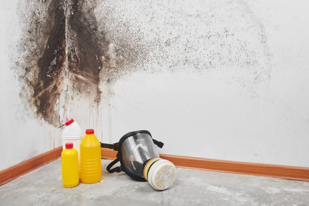 Best DIY Mold Remediation Support Services in Eagle, WI