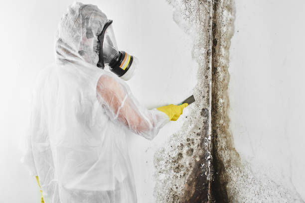 Best Residential Mold Remediation in Eagle, WI