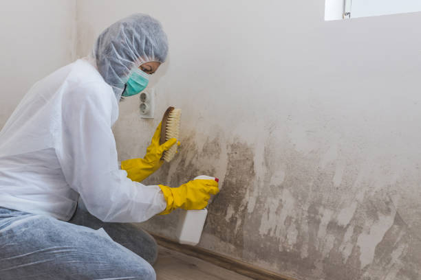 Best Bathroom Mold Remediation in Eagle, WI