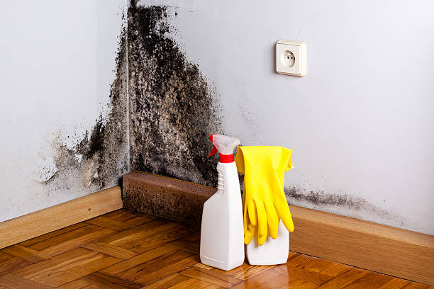 Best Kitchen Mold Remediation in Eagle, WI