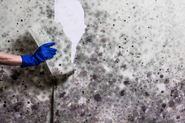 Best Crawl Space Mold Remediation in Eagle, WI