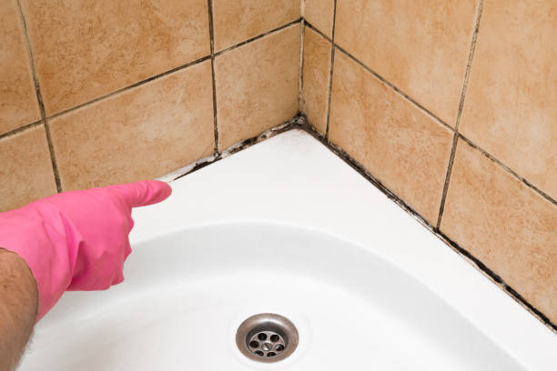 Best Post-Flood Mold Remediation in Eagle, WI